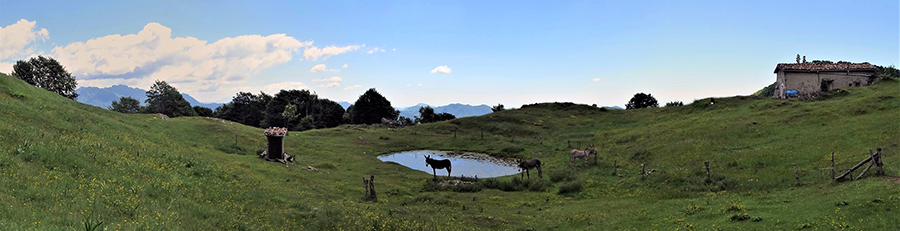 La bella conca pascoliva della Baita del Sornadello (1407 m) con gli asinelli al pascolo